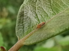 Cacopsylla ambigua
