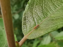 Cacopsylla ambigua