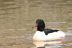 Mergus merganser