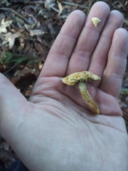 Fungi