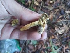 Fungi