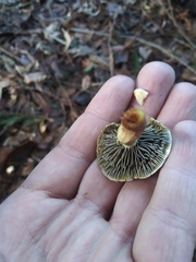 Fungi