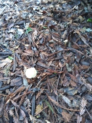 Fungi