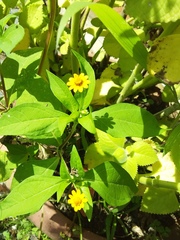 Melampodium divaricatum