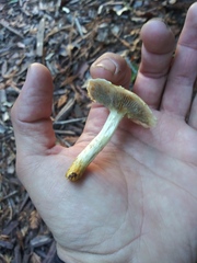 Fungi