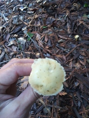 Fungi