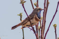 Luscinia svecica svecica