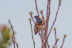 Luscinia svecica svecica
