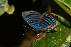 Mesosemia antaerice