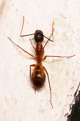 Camponotus maculatus