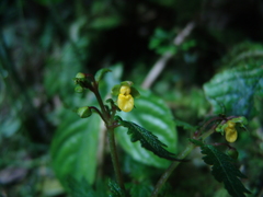 Calceolaria mexicana