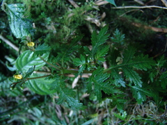 Calceolaria mexicana