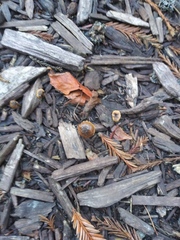 Fungi