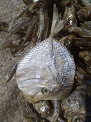 Selene setapinnis