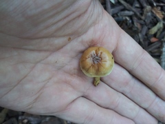 Fungi