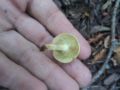 Fungi