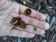 Fungi
