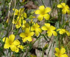 Linum flavum