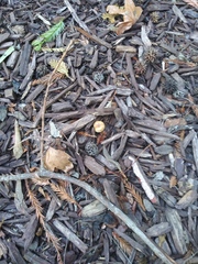 Fungi