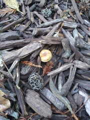 Fungi