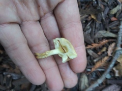 Fungi