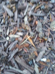 Fungi