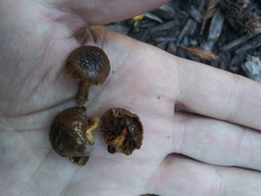 Fungi
