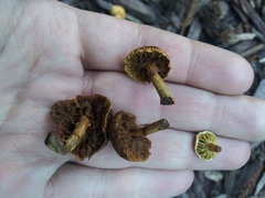 Fungi