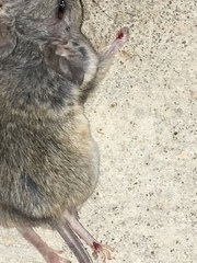 Peromyscus eremicus