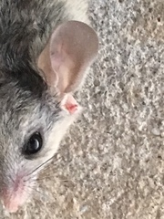 Peromyscus eremicus