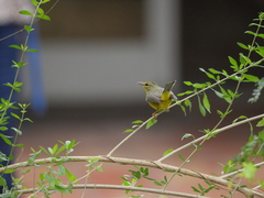 Basileuterus culicivorus