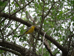 Basileuterus culicivorus