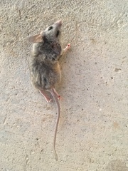 Peromyscus eremicus