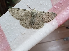 Pingasa abyssiniaria