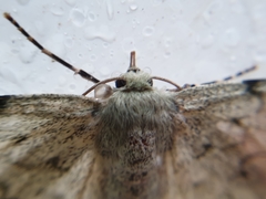 Pingasa abyssiniaria