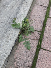 Sisymbrium erysimoides