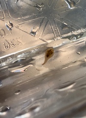 Glossiphoniidae