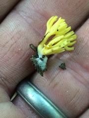 Clavulinopsis corniculata