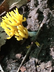 Clavulinopsis corniculata