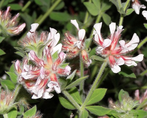 Lotus hirsutus, photograph 3