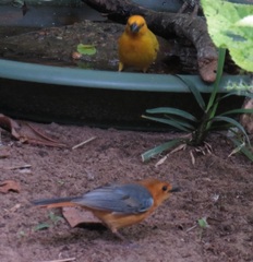 Cossypha natalensis natalensis