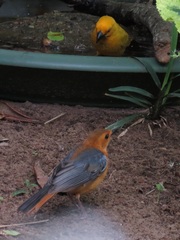 Cossypha natalensis natalensis