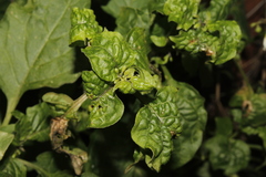 Aphis fabae solanella