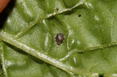 Aphis fabae solanella