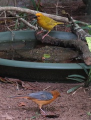 Cossypha natalensis natalensis