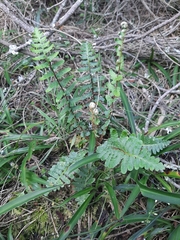 Asplenium capense