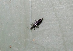 Compsothrips albosignatus