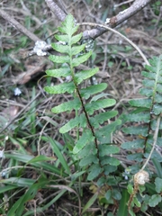 Asplenium capense