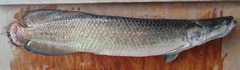 Arapaima gigas