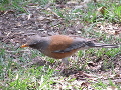 Turdus rufopalliatus